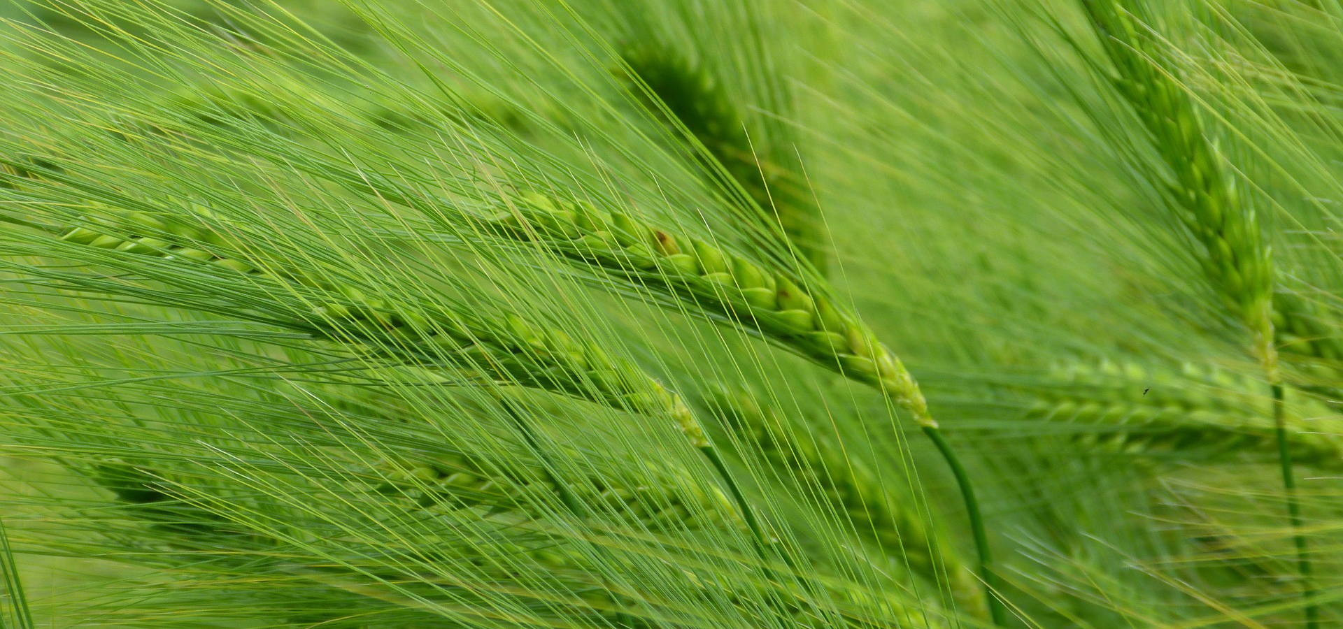Some Integralherbalism feature