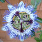 passion-flower-1