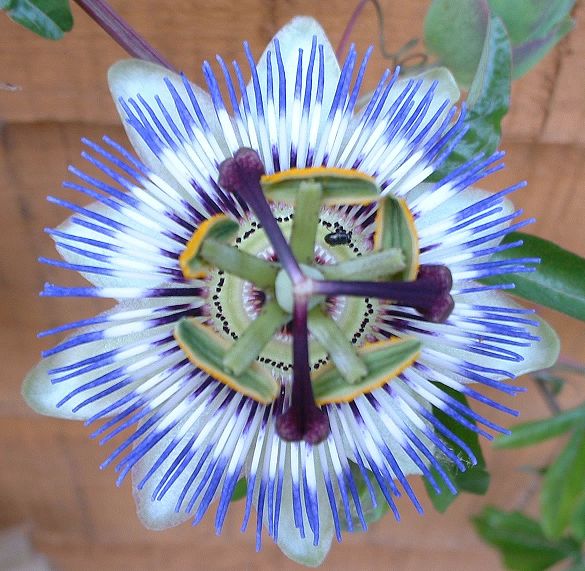 passion-flower-1